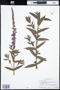 Lythrum salicaria image