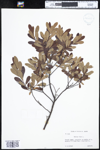 Myrica gale image