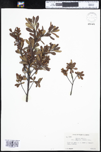 Myrica gale image