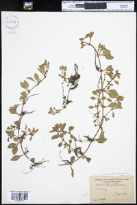 Ludwigia palustris image