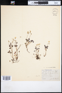 Oxalis dillenii image