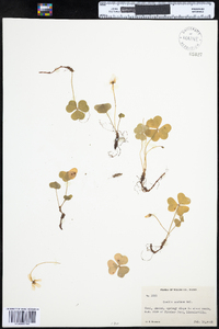 Oxalis montana image