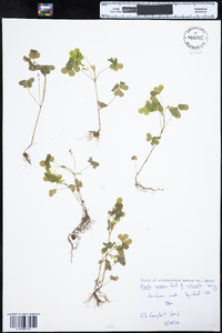 Oxalis stricta image