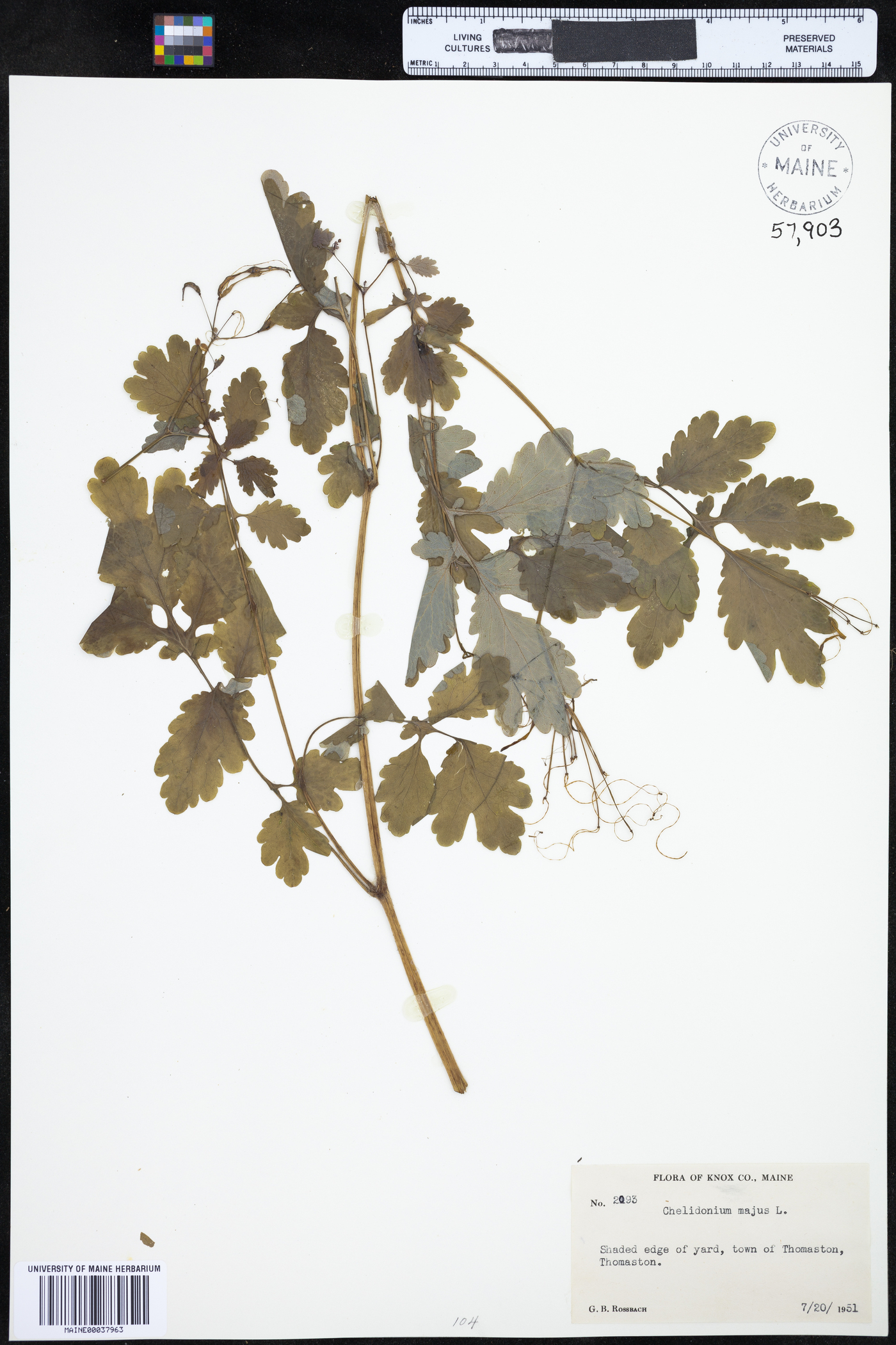 Chelidonium majus image