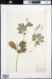 Chelidonium majus image