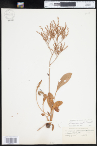 Limonium carolinianum image