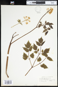 Actaea rubra image