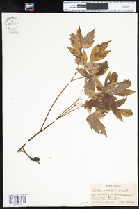 Actaea rubra image