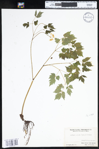 Actaea rubra image