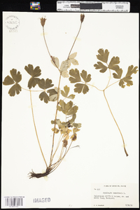 Aquilegia canadensis image