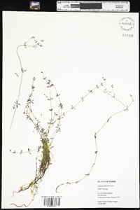 Galium labradoricum image