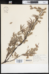 Salix petiolaris image