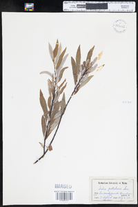 Salix petiolaris image