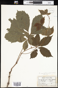 Parthenocissus quinquefolia image