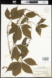 Parthenocissus quinquefolia image