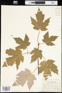 Acer saccharinum image