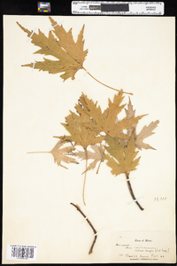 Acer saccharinum image