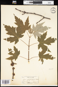 Acer saccharinum image