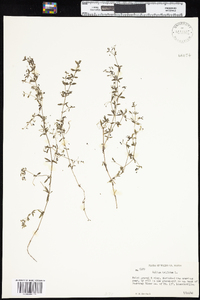 Galium trifidum image