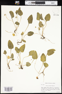Viola primulifolia image