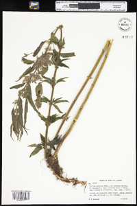 Urtica dioica image