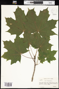 Acer platanoides image