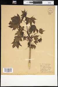 Acer platanoides image