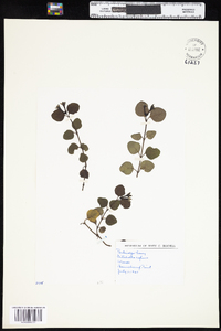 Mitchella repens image