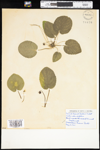 Viola rotundifolia image