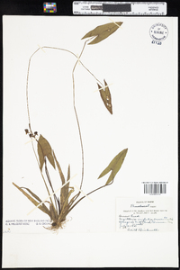 Sagittaria cuneata image