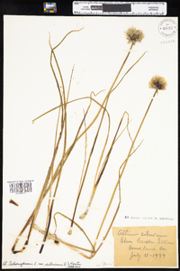 Allium schoenoprasum image