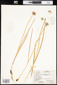 Allium schoenoprasum image