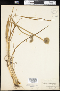 Allium schoenoprasum image