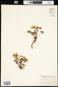 Viola cucullata image