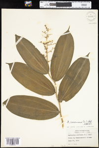 Maianthemum racemosum image