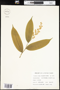 Maianthemum racemosum image