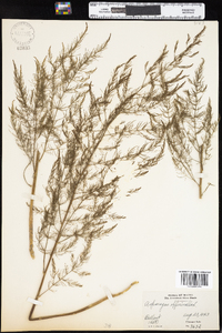 Asparagus officinalis image