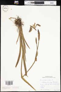 Iris versicolor image