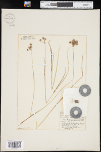 Luzula multiflora subsp. multiflora image