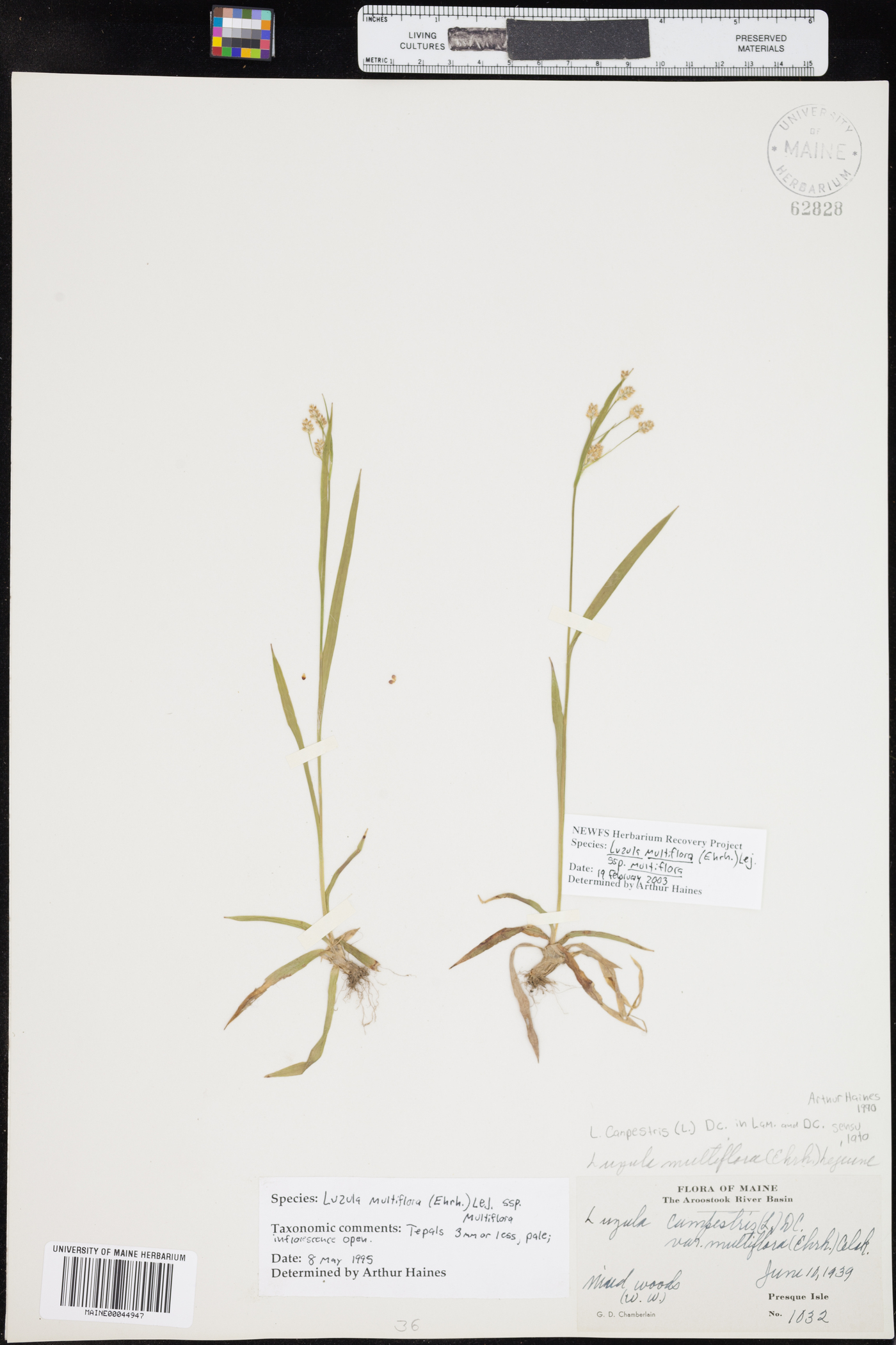 Luzula multiflora image