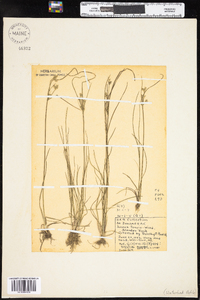 Juncus tenuis image