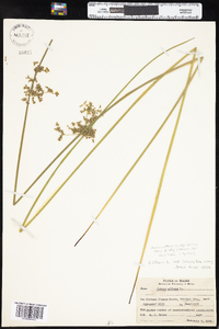 Juncus effusus image