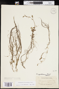 Potamogeton bicupulatus image