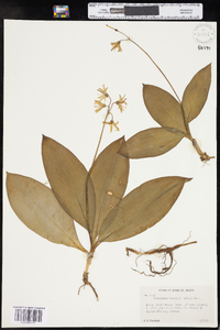 Clintonia borealis image