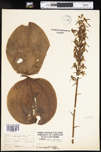 Image of Habenaria macrophylla