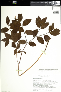 Apocynum androsaemifolium image