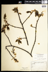 Ulmus americana image