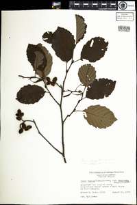 Alnus incana image