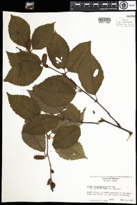 Betula alleghaniensis image
