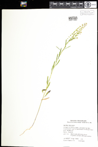 Lepidium virginicum image